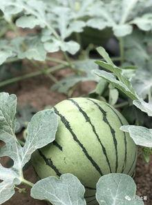 吃瓜的康县网红,揭秘网络红人的魅力与争议 第2张 吃瓜的康县网红,揭秘网络红人的魅力与争议 第2张