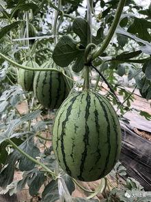 吃瓜的康县网红,揭秘网络红人的魅力与争议 第3张 吃瓜的康县网红,揭秘网络红人的魅力与争议 第3张