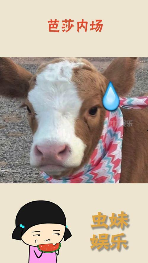 娱乐吃瓜酱笑点,笑点满满！娱乐吃瓜酱带你领略娱乐圈的欢乐瞬间  第1张