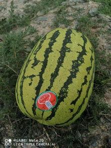 瓜网吃瓜入口,揭秘娱乐圈幕后真相  第2张