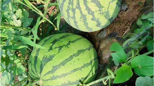 瓜网吃瓜入口,揭秘娱乐圈幕后真相  第3张