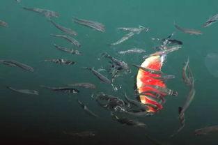 吃瓜网小鱼,娱乐圈幕后那些事儿  第2张