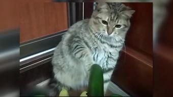 娱乐圈吃瓜猫是谁,揭秘娱乐圈幕后真相的神秘人物 第2张 娱乐圈吃瓜猫是谁,揭秘娱乐圈幕后真相的神秘人物 第2张