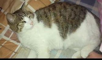 娱乐圈吃瓜猫是谁,揭秘娱乐圈幕后真相的神秘人物 第3张 娱乐圈吃瓜猫是谁,揭秘娱乐圈幕后真相的神秘人物 第3张