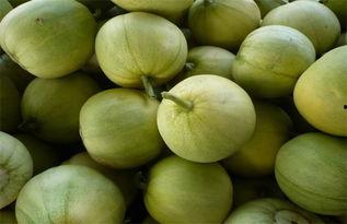 吃瓜官网是多少,带你探索网络世界的秘密花园 第2张 吃瓜官网是多少,带你探索网络世界的秘密花园 第2张