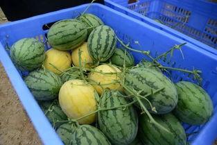 微信吃网红瓜群,网红瓜子的狂欢盛宴  第2张