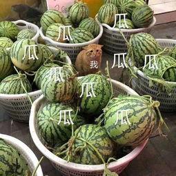 娱乐搬料吃瓜  第2张