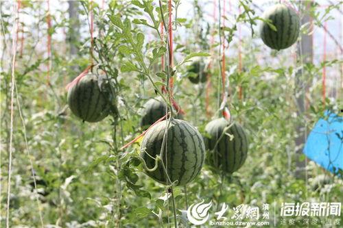 泰安网红吃瓜事件视频,一场网络热议的幕后真相揭秘  第2张