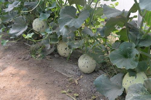 甘肃马滩吃瓜网 第2张 甘肃马滩吃瓜网 第2张