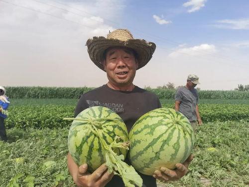 甘肃马滩吃瓜网 第3张 甘肃马滩吃瓜网 第3张