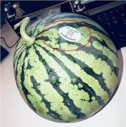 吃瓜的网红,揭秘娱乐圈幕后真相  第3张